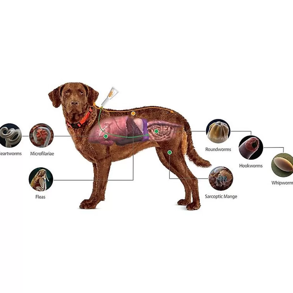 Flea & Tick<Advantage Multi Topical For Dogs 88.1-110 Lbs Brown