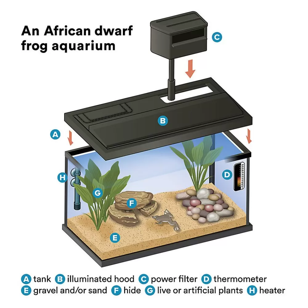 Live Reptiles<null African Dwarf Frog