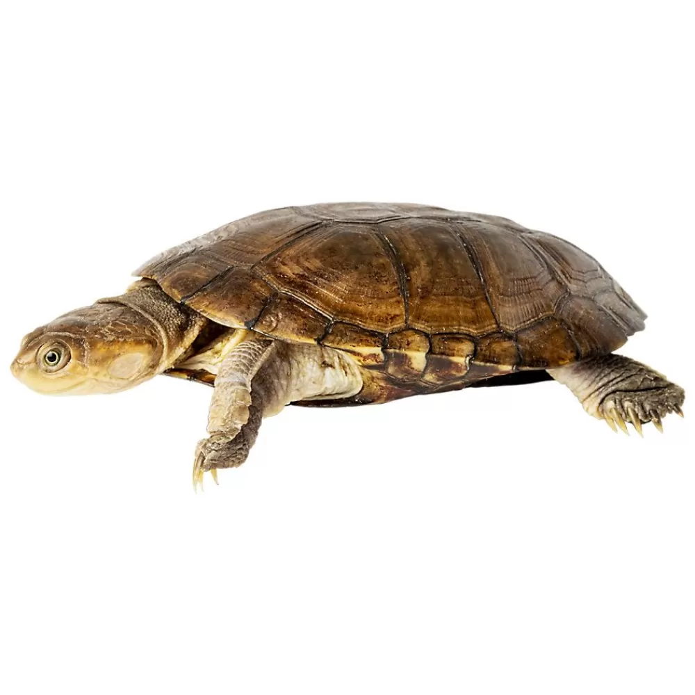Live Reptiles<null African Sideneck Turtle