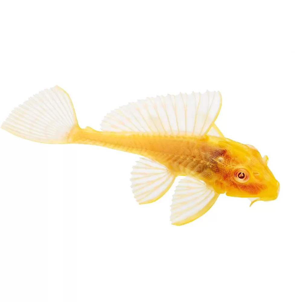 Live Fish<null Albino Red Eye Plecostomus
