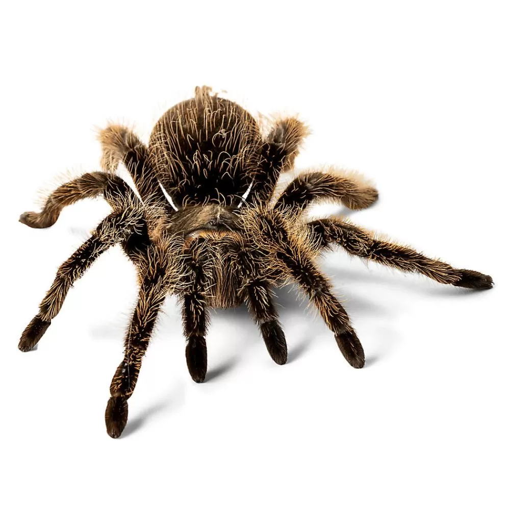 Live Reptiles<null American Curly-Haired Tarantula