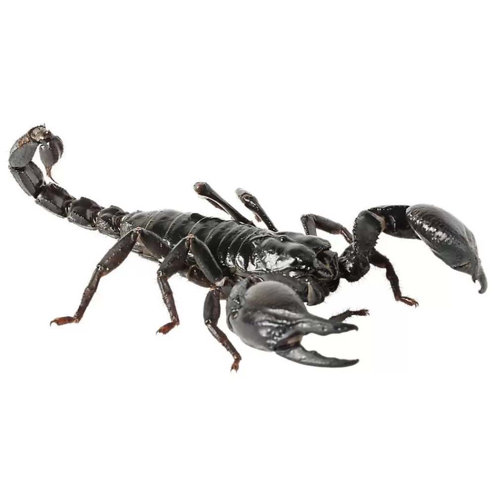 Live Reptiles<null Asian Forest Scorpion