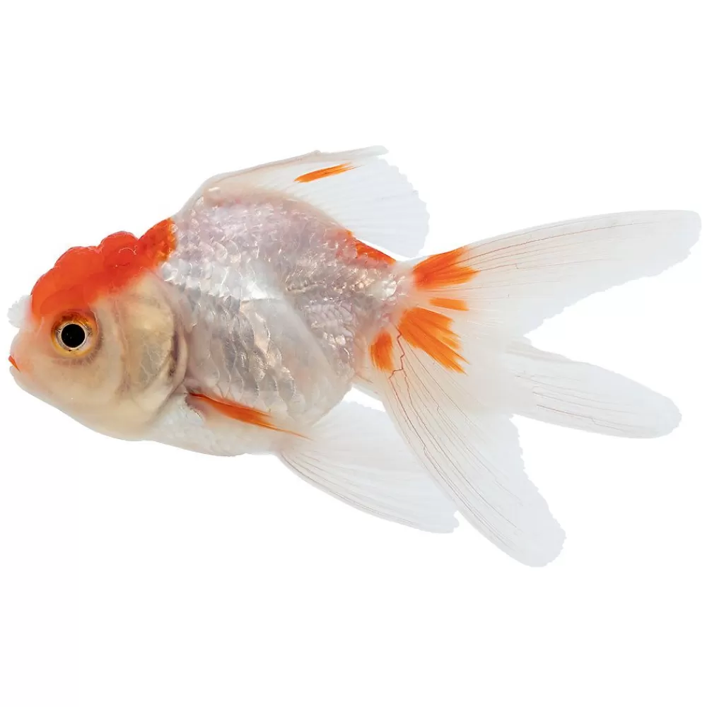 Live Fish<null Assorted Oranda Goldfish