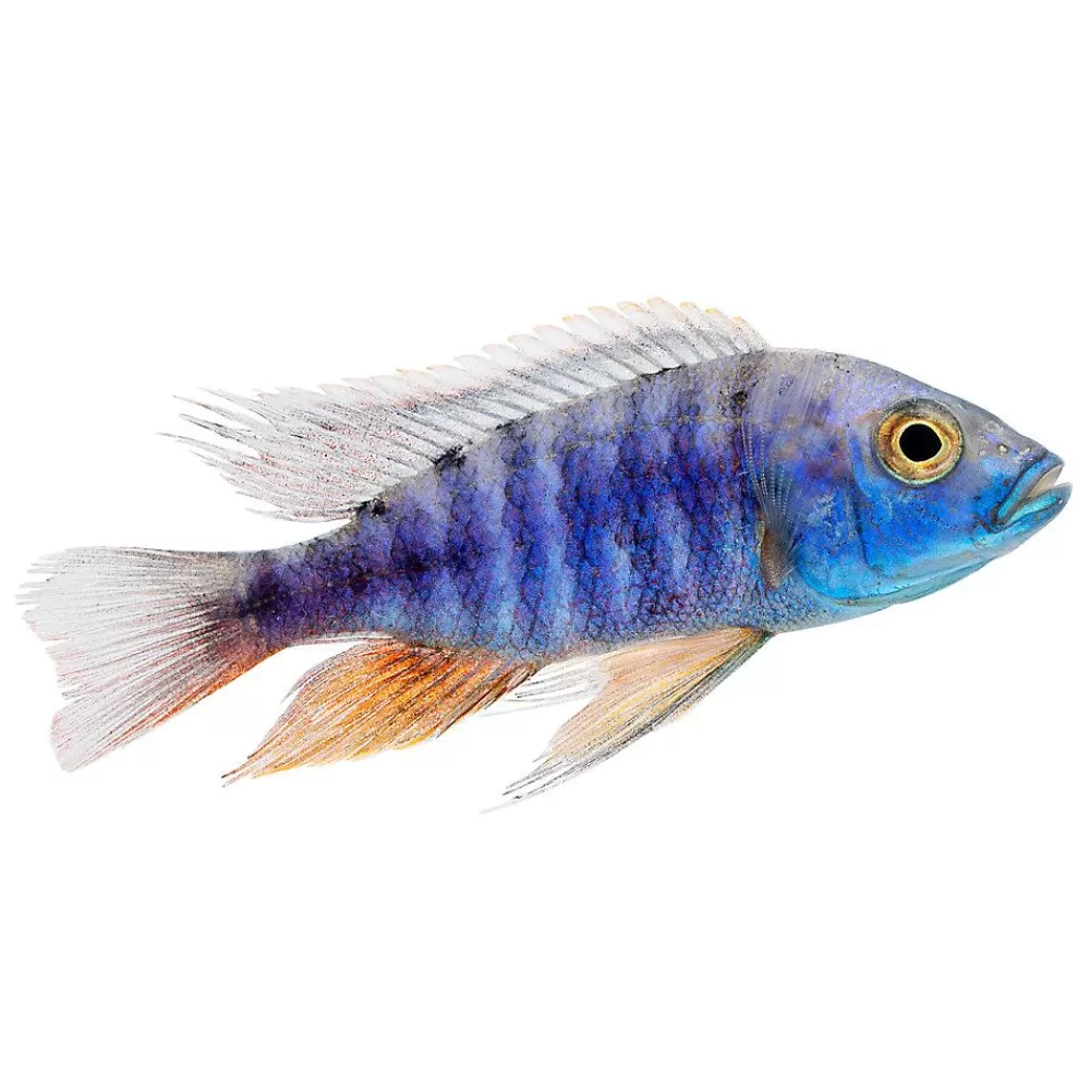 Live Fish<null Assorted Peacock Cichlid