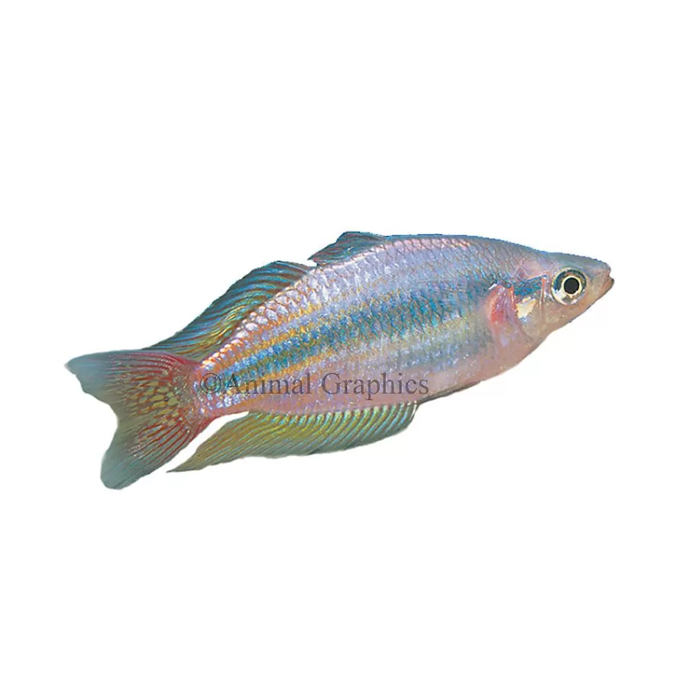 Live Fish<null Australian Rainbowfish