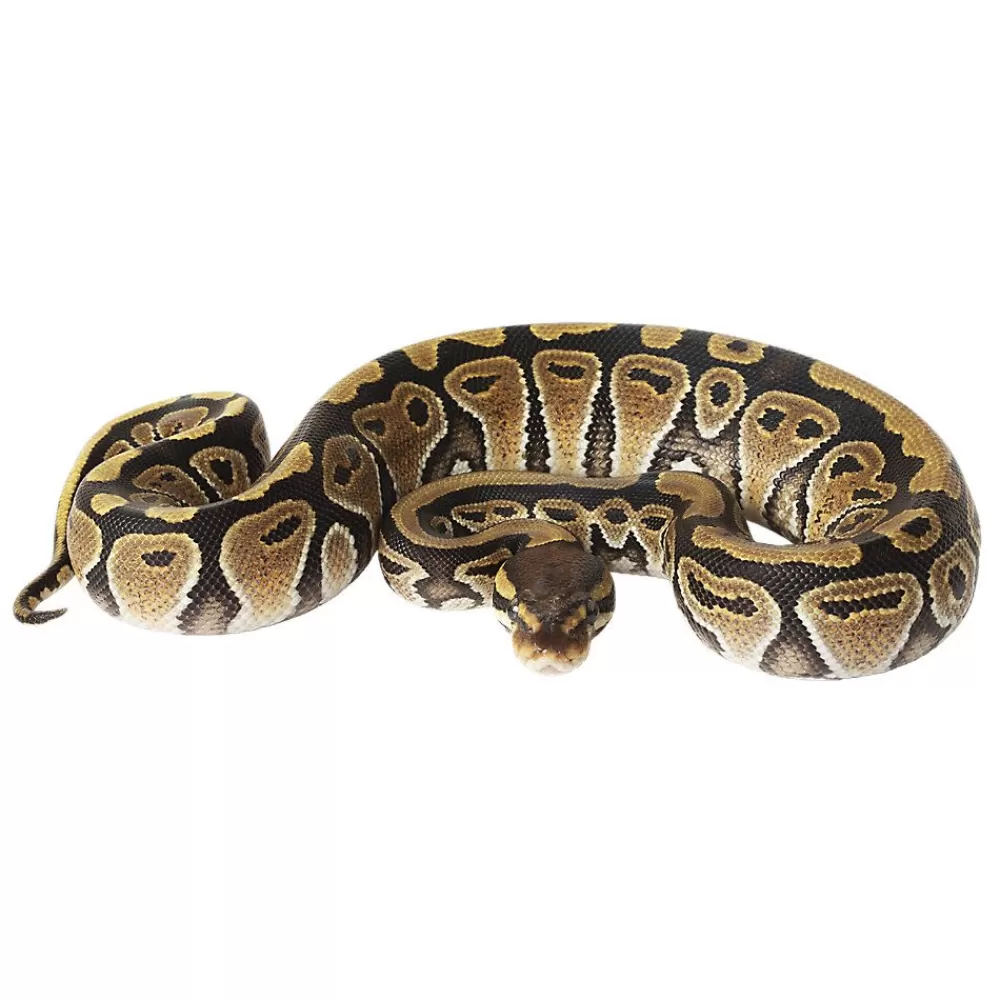 Live Reptiles<null Ball Python