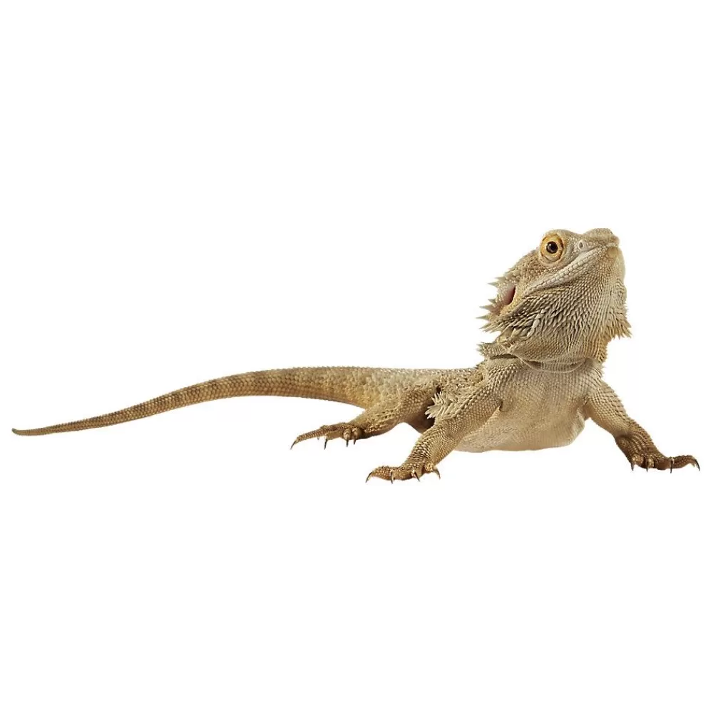 Live Reptiles<null Bearded Dragon