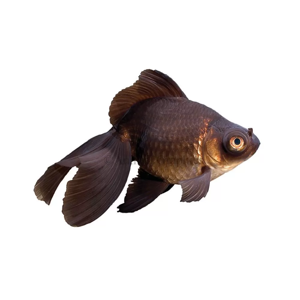 Live Fish<null Black Moor Goldfish