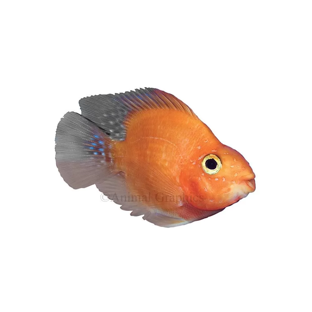 Live Fish<null Blood-Red Parrot Cichlid