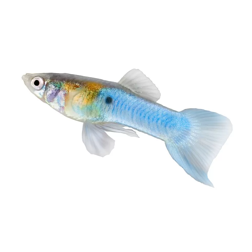 Live Fish<null Blue Swordtail Guppy Male