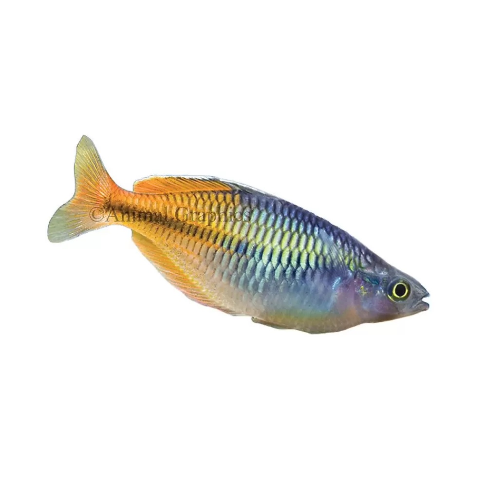 Live Fish<null Boesemani Rainbowfish