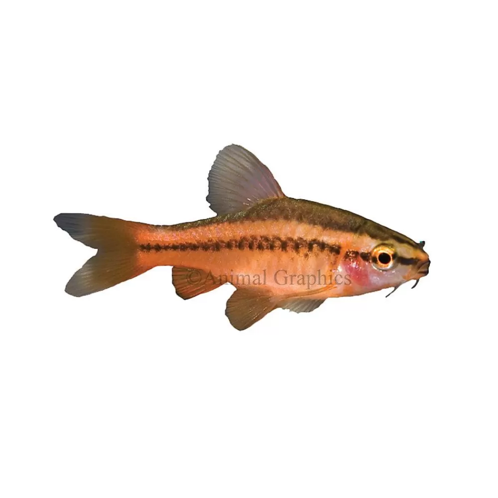 Live Fish<null Cherry Barb