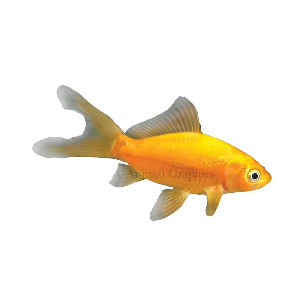 Marine & Freshwater<null Comet Goldfish