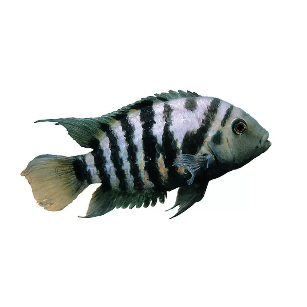 Live Fish<null Convict Cichlid