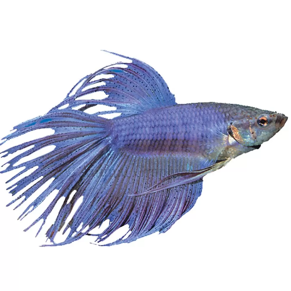 Live Fish<null Crowntail Male Betta Fish