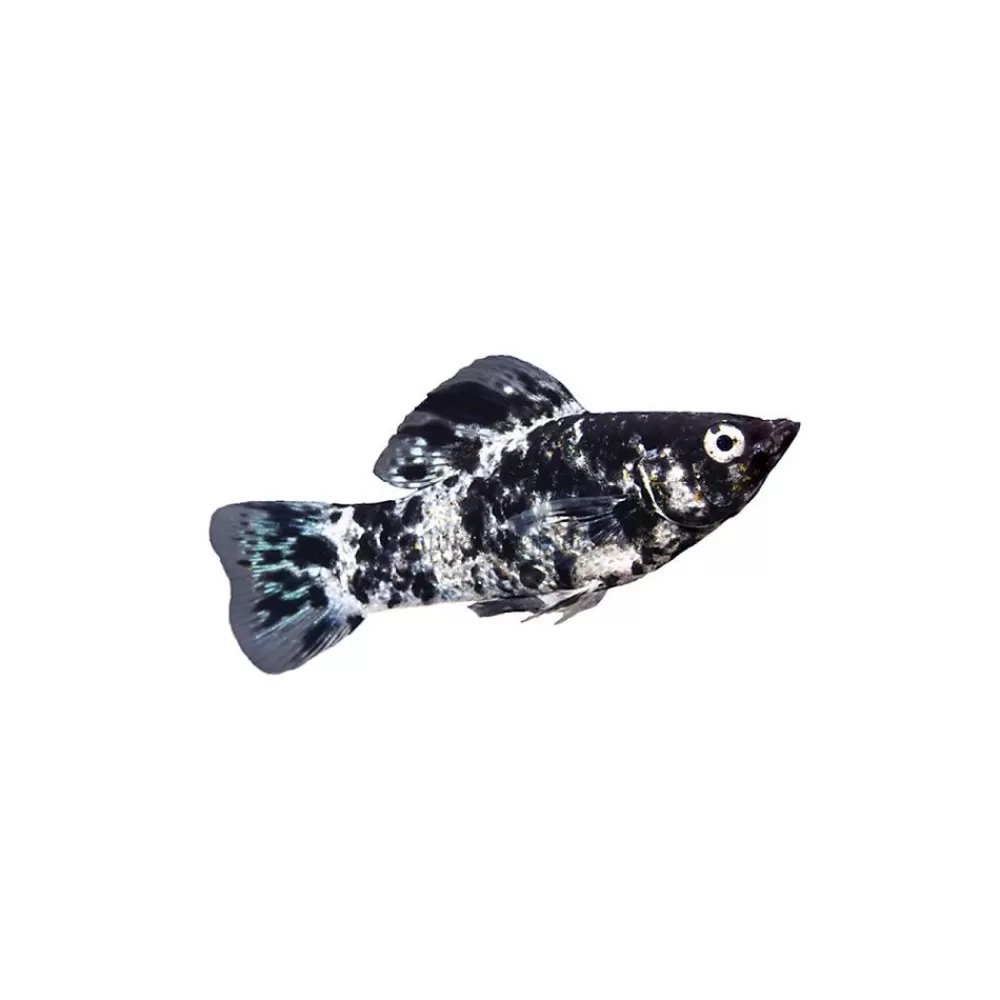 Live Fish<null Dalmatian Lyretail Molly