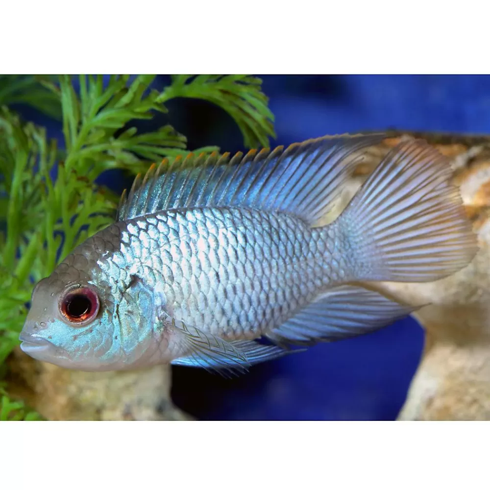 Live Fish<null Electric Blue Acara Cichlid Fish