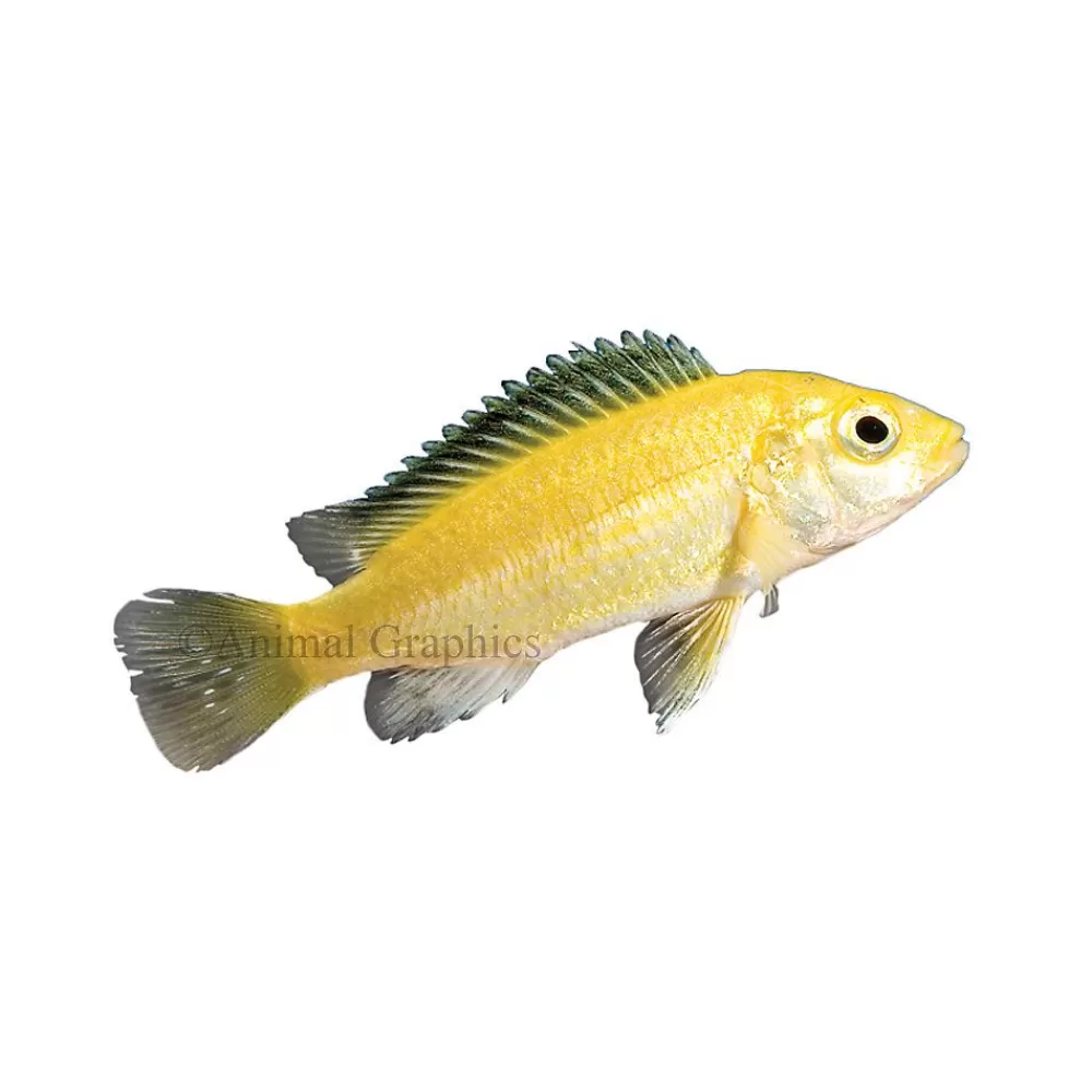 Live Fish<null Electric Yellow Labidochromis African Cichlid