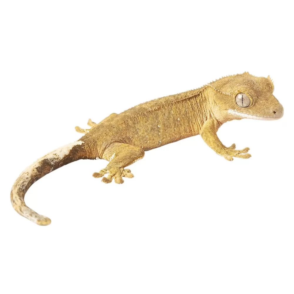 Live Reptiles<null Eyelash Crested Gecko