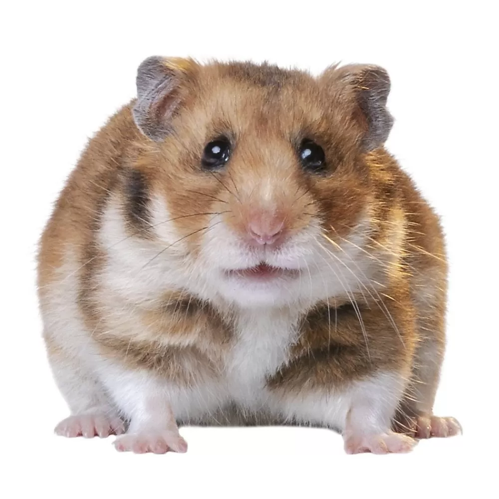 Live Small Pet<null Fancy Bear Hamster