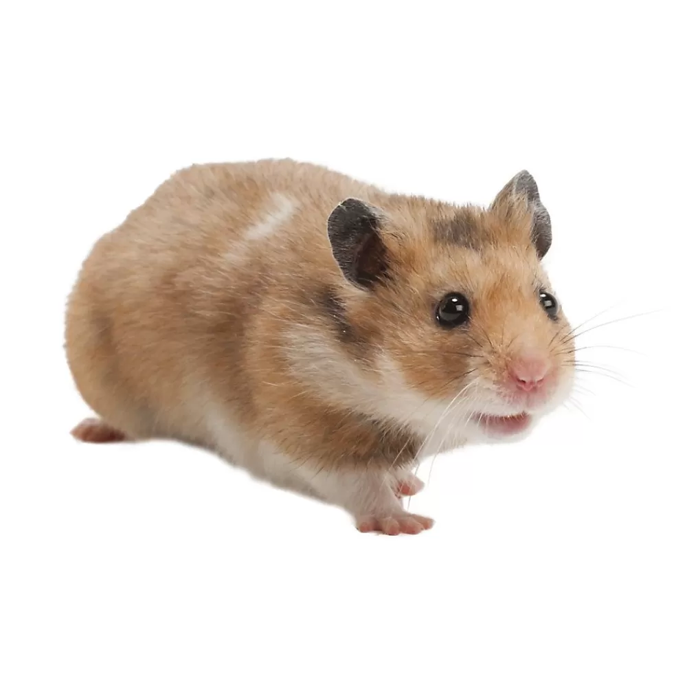 Live Small Pet<null Fancy Bear Hamster