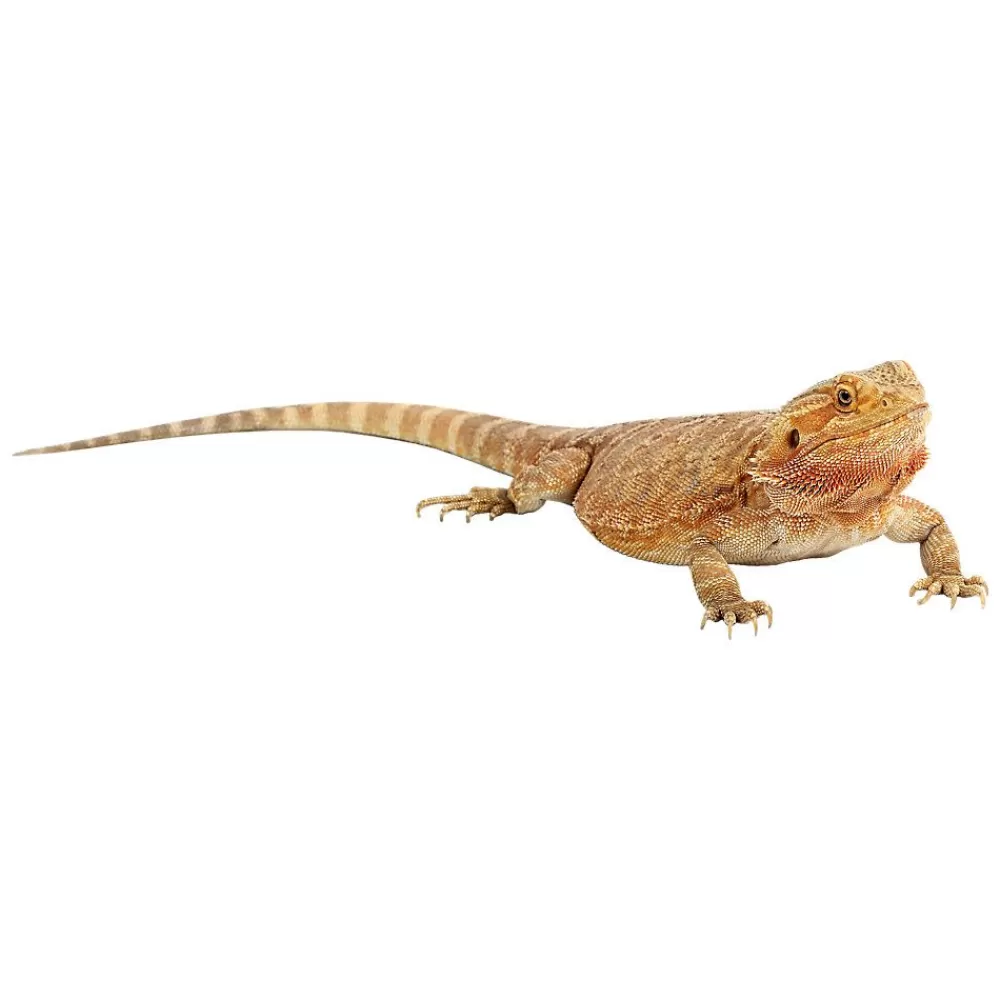 Live Reptiles<null Fancy Bearded Dragon