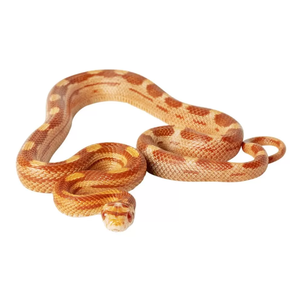 Live Reptiles<null Fancy Corn Snake