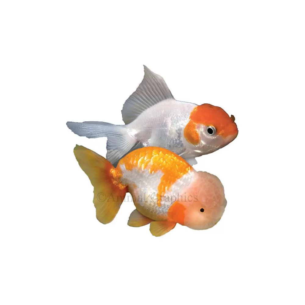 Live Fish<null Fancy Goldfish
