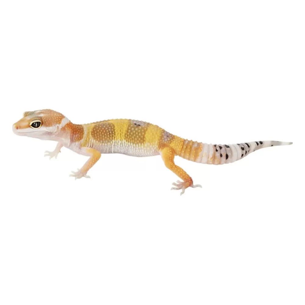 Live Reptiles<null Fancy Leopard Gecko