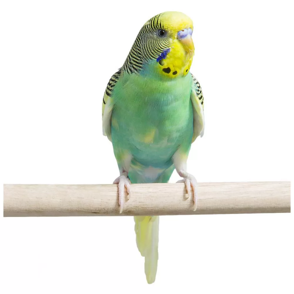 Parakeet<null Fancy Parakeet
