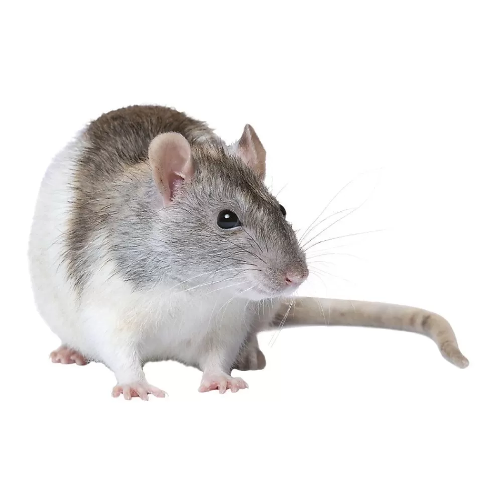 Live Small Pet<null Fancy Rat