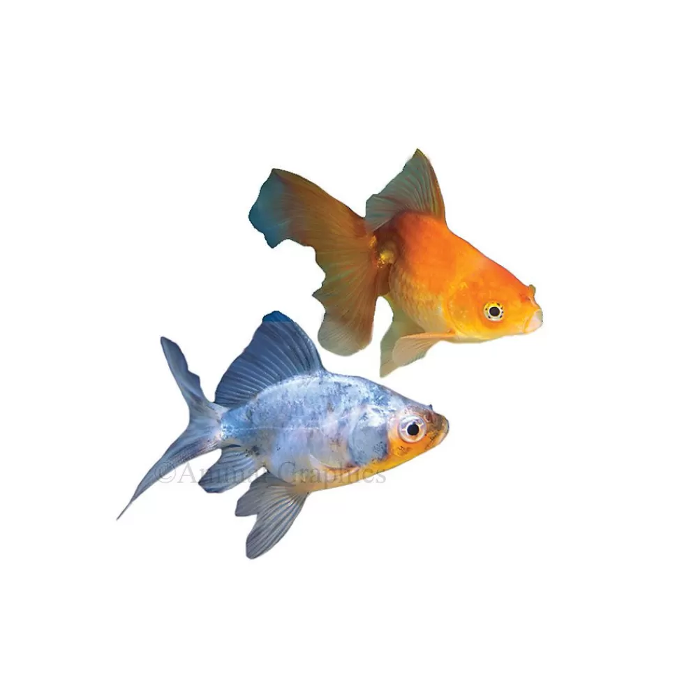 Live Fish<null Fantail Goldfish