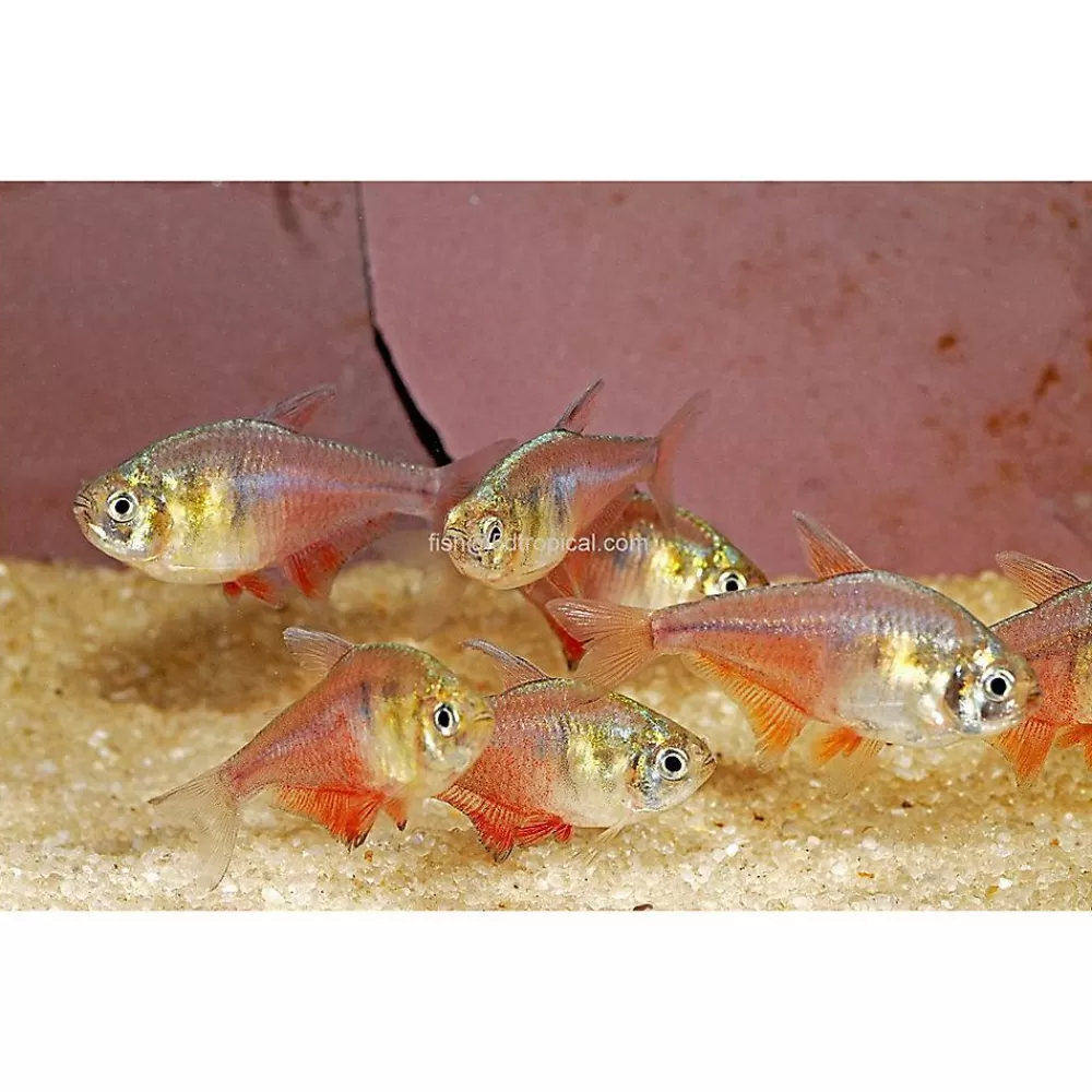 Live Fish<null Flame (Von Rio) Tetra