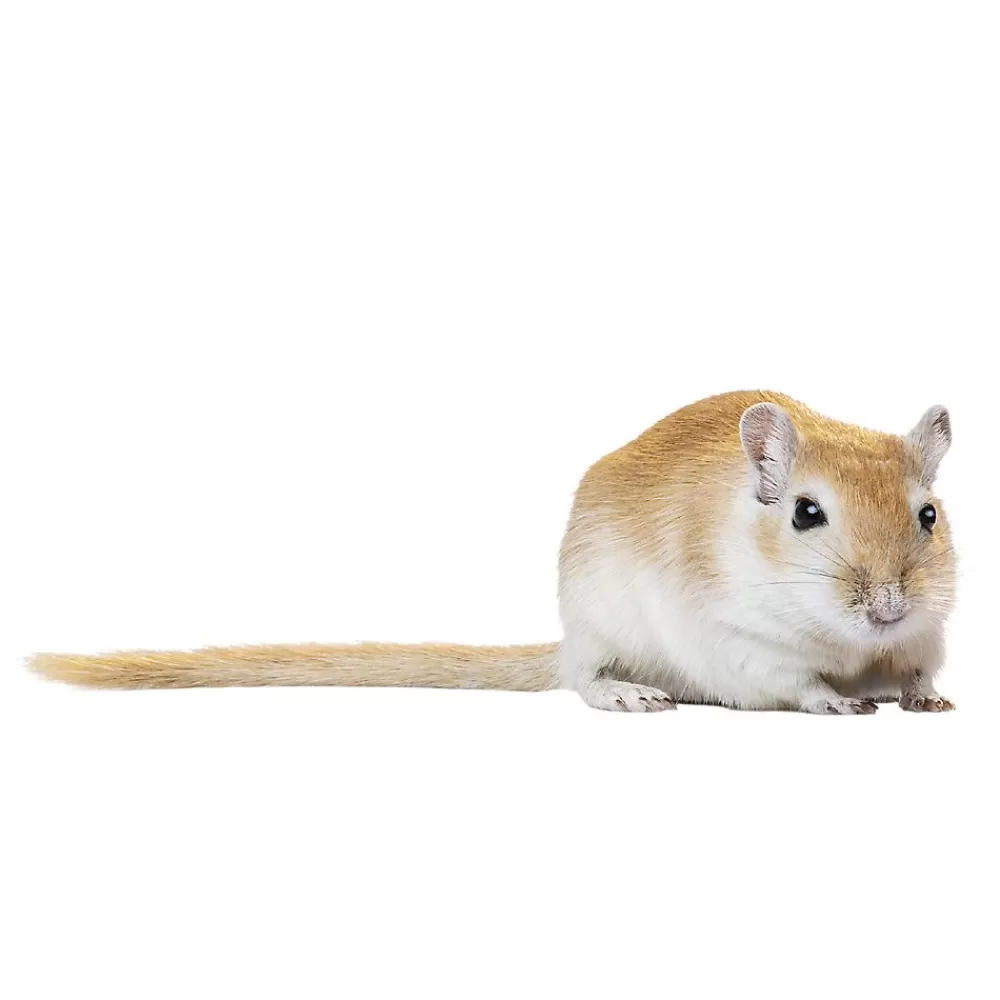 Live Small Pet<null Gerbil