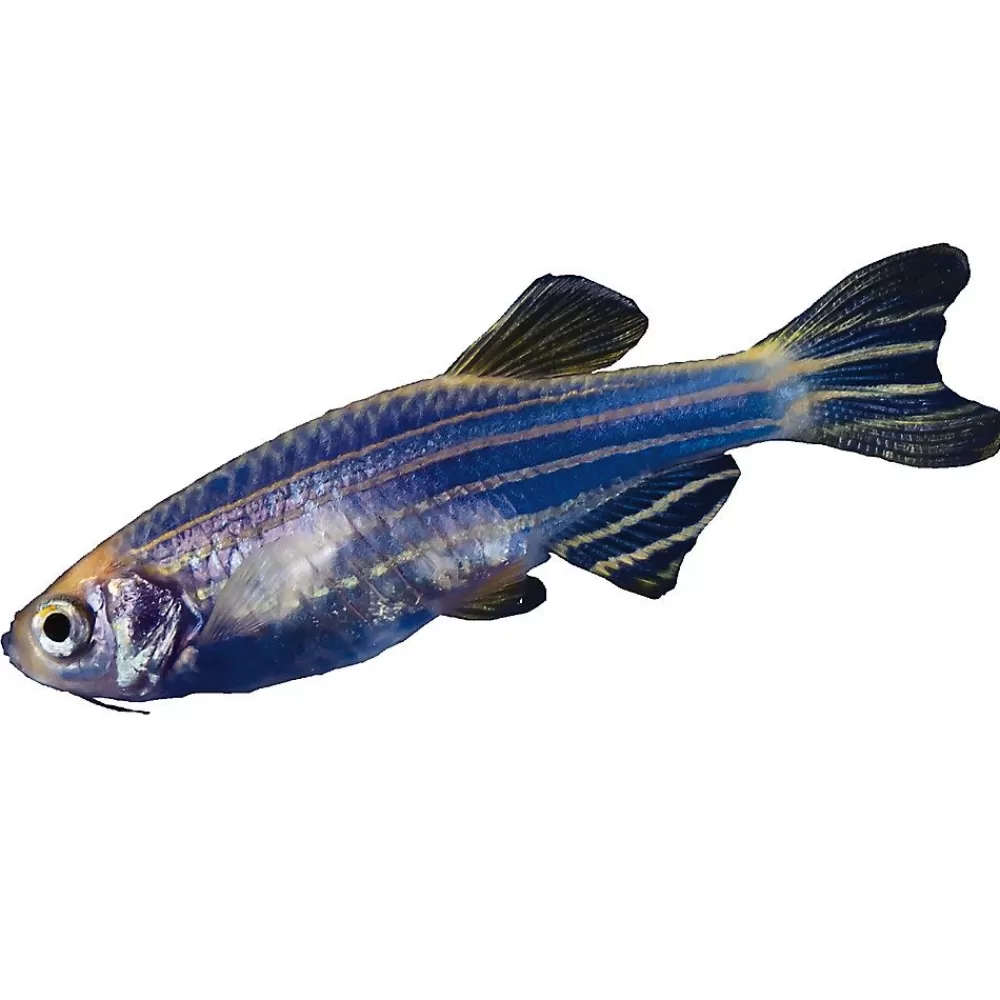 Live Fish<GloFish ® Cosmic Blue Danio