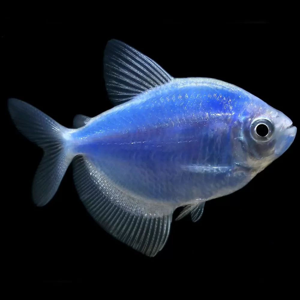 Live Fish<GloFish ® Cosmic Blue Tetra
