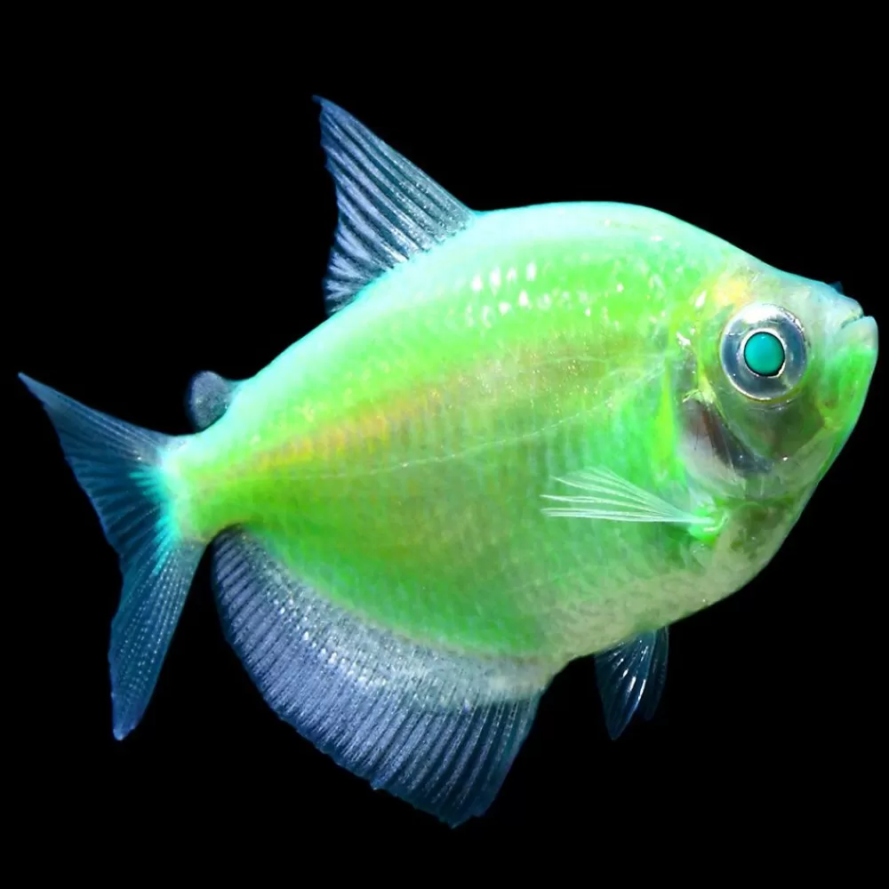 Live Fish<GloFish ® Electric Green® Tetra