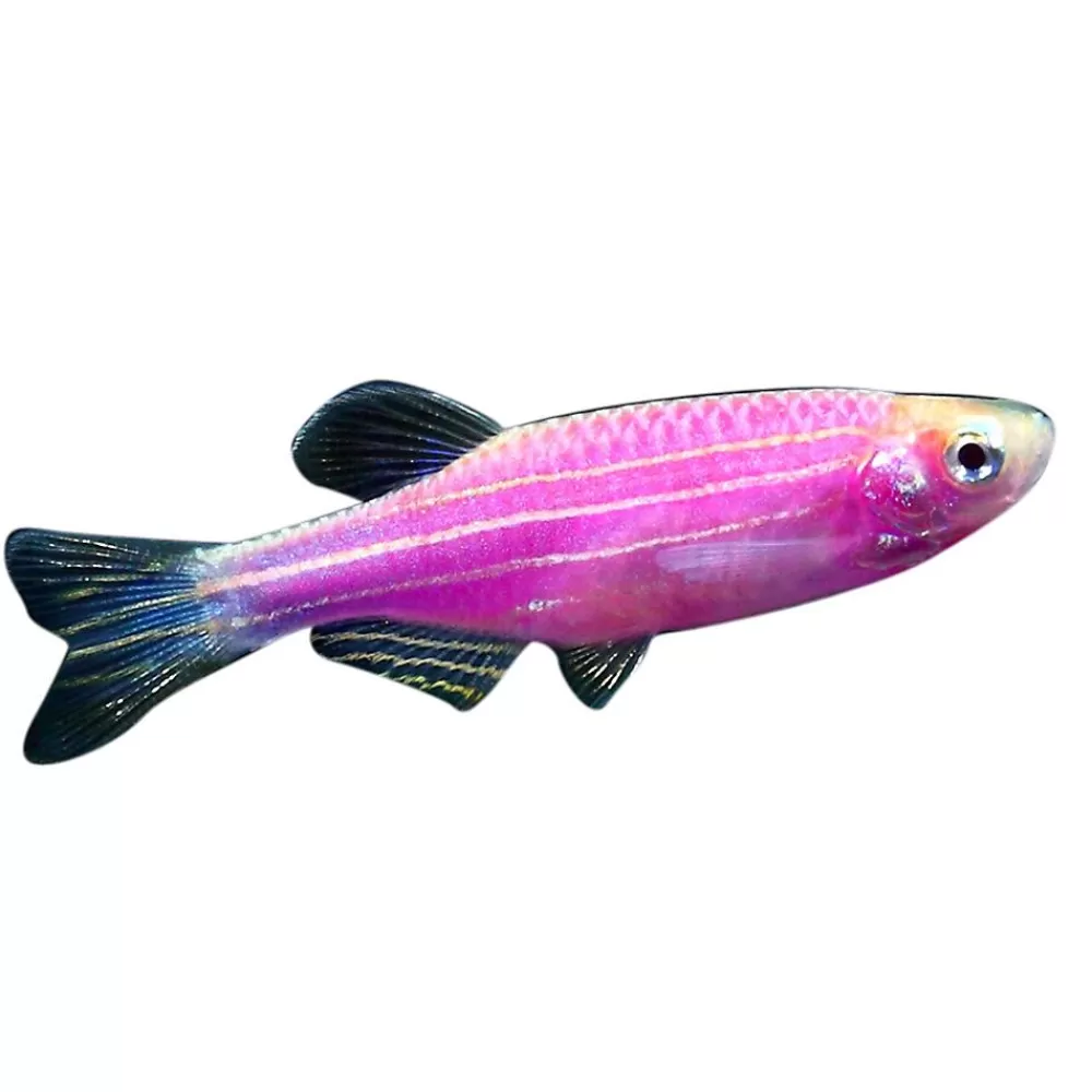 Live Fish<GloFish ® Galactic Purple Danio