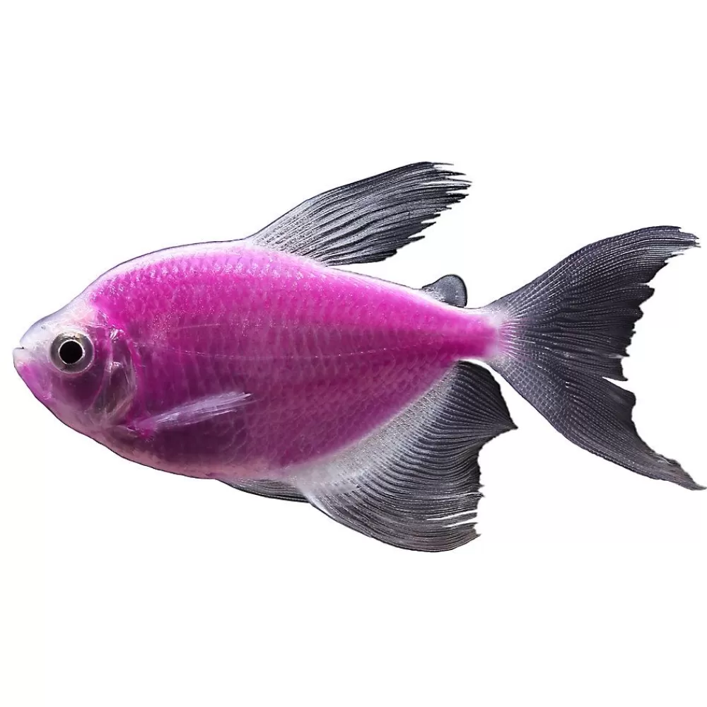 Live Fish<GloFish ® Galactic Purple Longfin Tetra