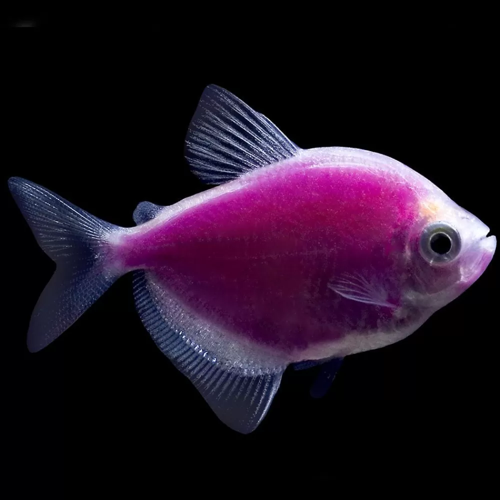 Live Fish<GloFish ® Galactic Purple Tetra