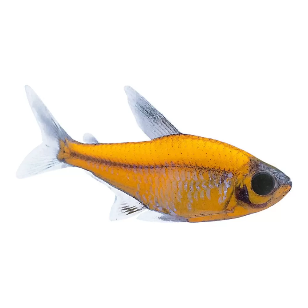 Live Fish<null Glofish® Orange Pristella Tetra Fish
