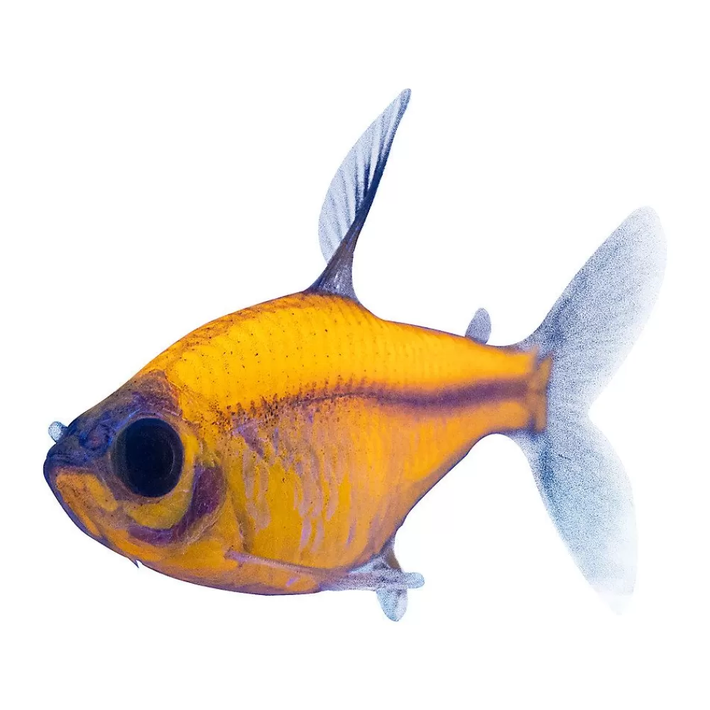 Live Fish<null Glofish® Orange Pristella Tetra Fish