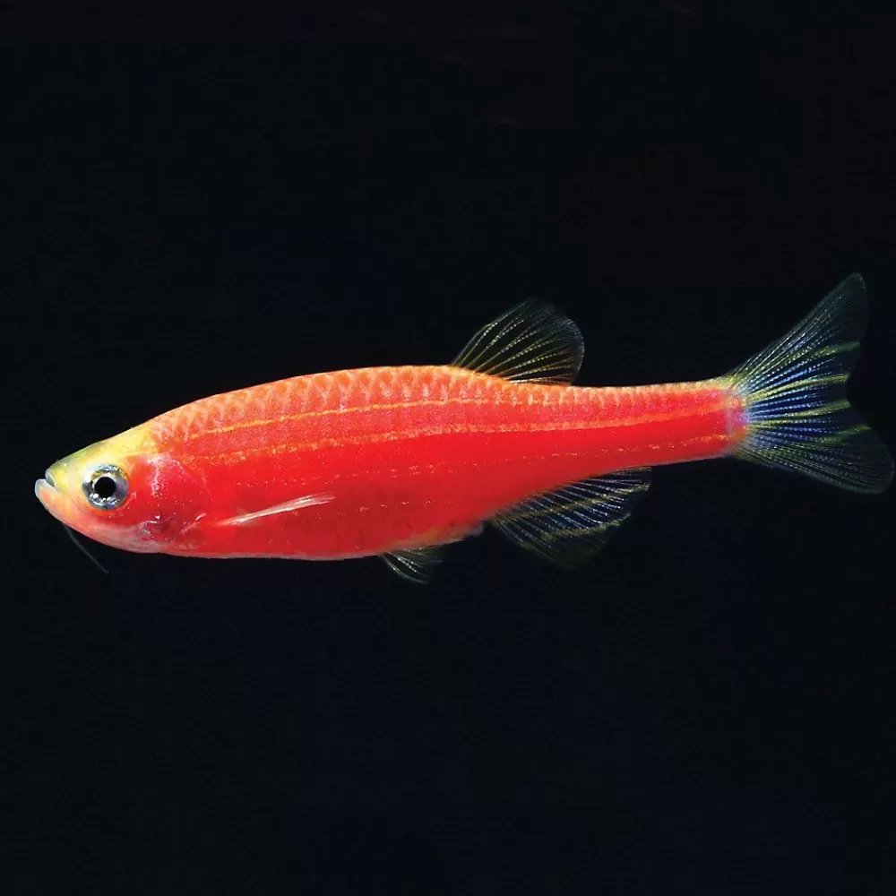 Live Fish<null Glofish® Starfire Red Danio