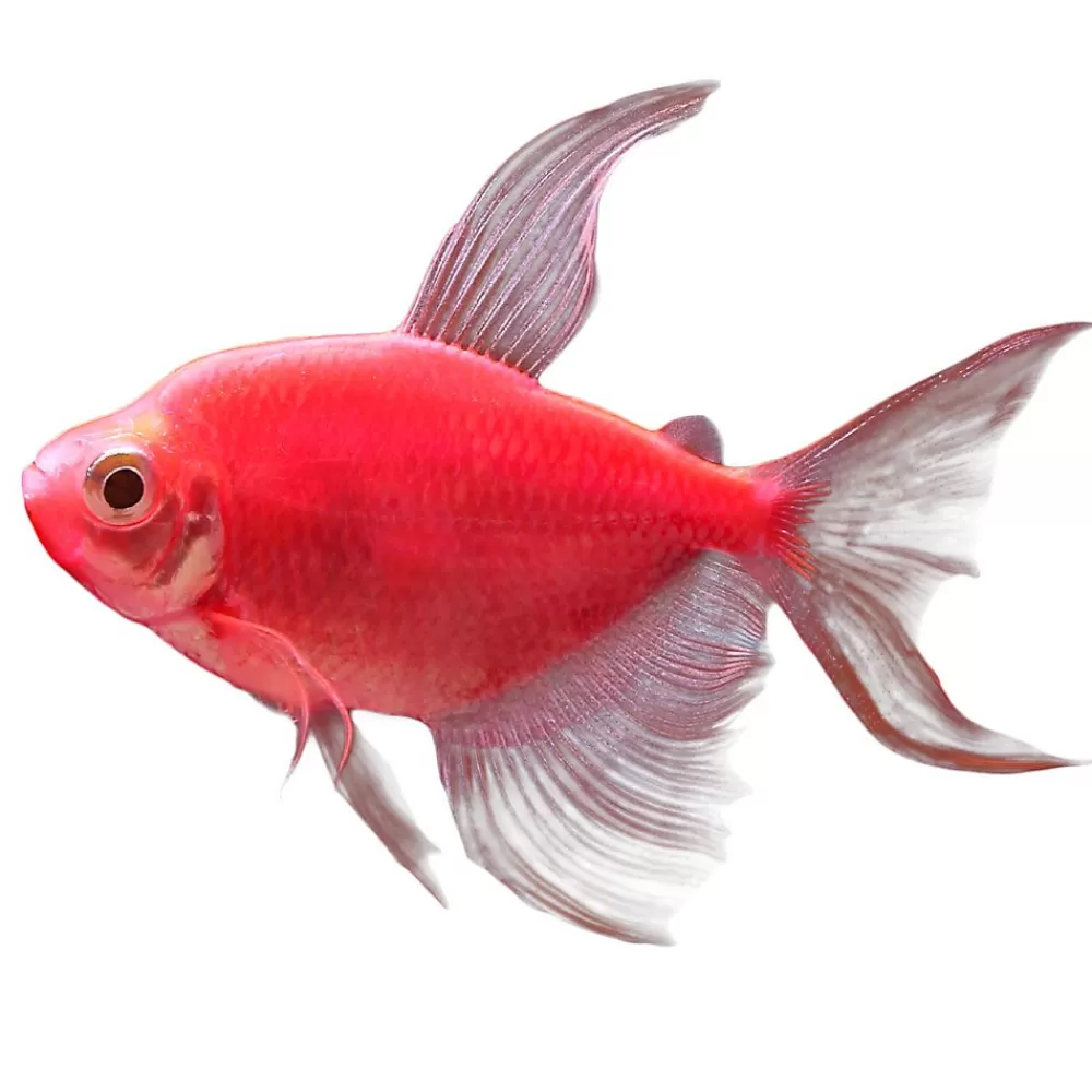 Live Fish<GloFish ® Starfire Red Longfin Tetra