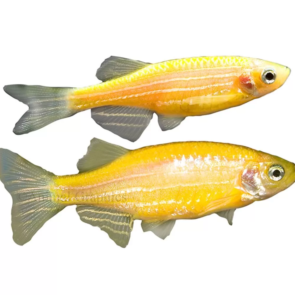 Live Fish<GloFish ® Sunburst Orange Danio