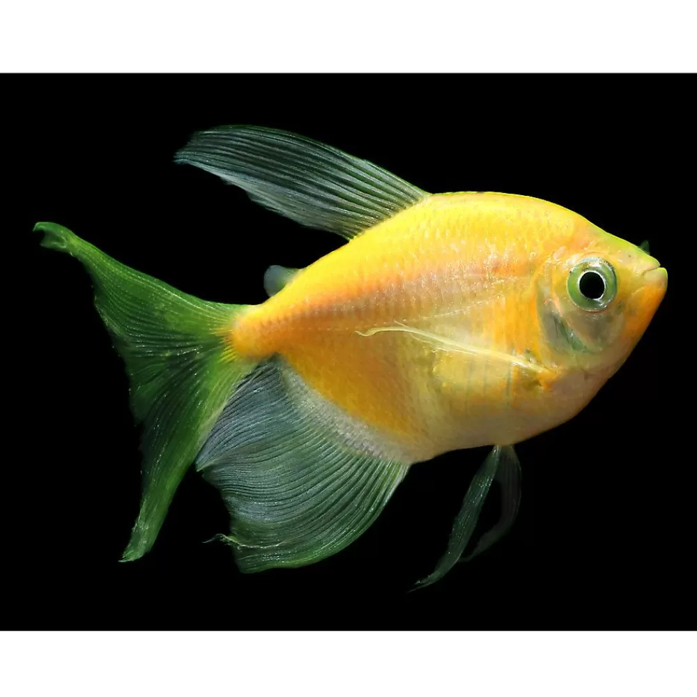 Live Fish<GloFish ® Sunburst Orange Longfin Tetra