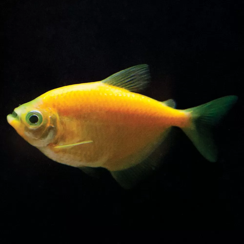 Live Fish<GloFish ® Sunburst Orange Tetra