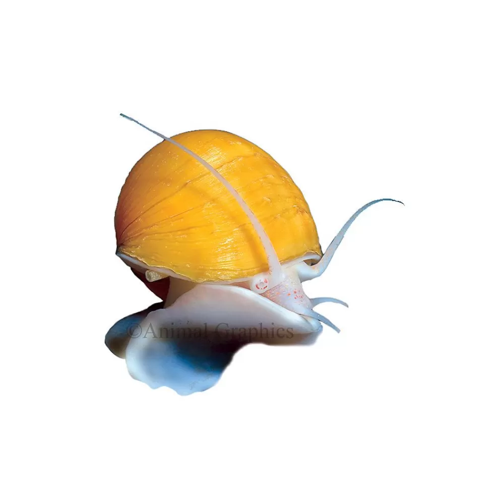 Live Fish<null Gold Mystery Snail