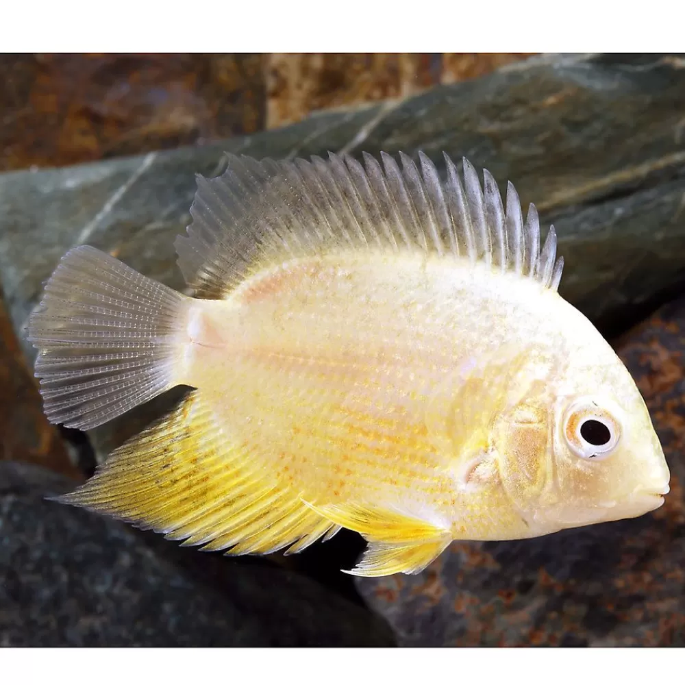 Live Fish<null Gold Severum Cichlid
