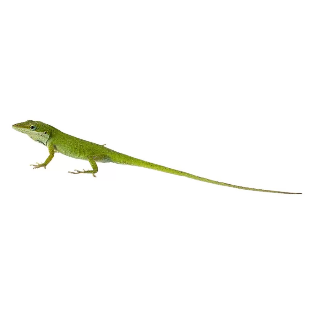 Live Reptiles<null Green Anole